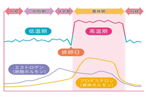 月経前のホルモンの変化