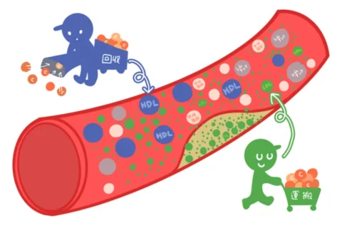 HDL（回収車）とLDL（配達員）コレステロールの働きをイラストにしたもの